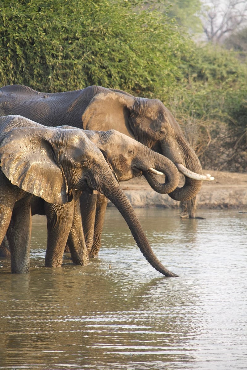 Temporal Safaris